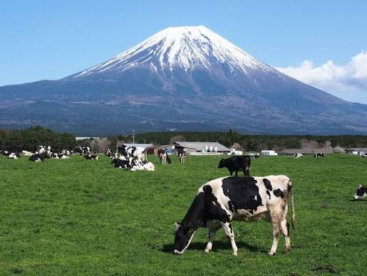 富士山を背景に牧草地で草を食む乳牛たち