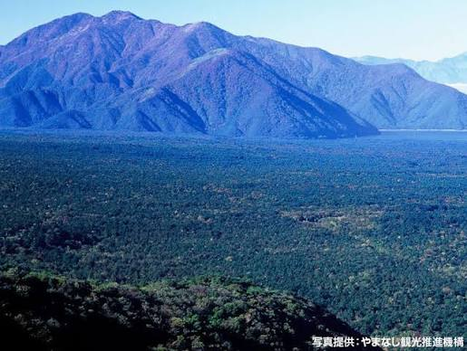 御坂山地側から見た青木ヶ原樹海の広がり