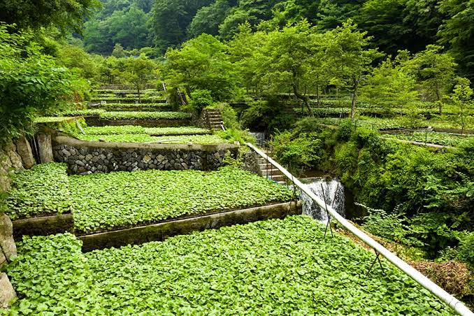 階段状に広がるワサビ田